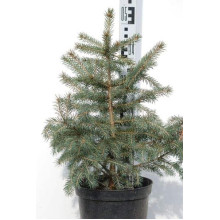 Ялина колюча блакитна Кейбаб / Арізона | Picea Pungens Glauca Kaibab / Arizonaа | Ель колючая голубая Кейбаб / Аризон