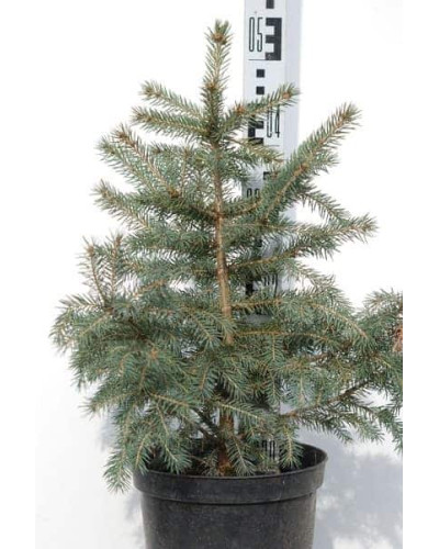Ялина колюча блакитна Кейбаб / Арізона | Picea Pungens Glauca Kaibab / Arizonaа | Ель колючая голубая Кейбаб / Аризон
