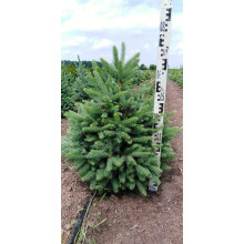 Ялина колюча блакитна Кейбаб / Арізона | Picea Pungens Glauca Kaibab / Arizonaа | Ель колючая голубая Кейбаб / Аризон
