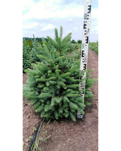Ялина колюча блакитна Кейбаб / Арізона | Picea Pungens Glauca Kaibab / Arizonaа | Ель колючая голубая Кейбаб / Аризон