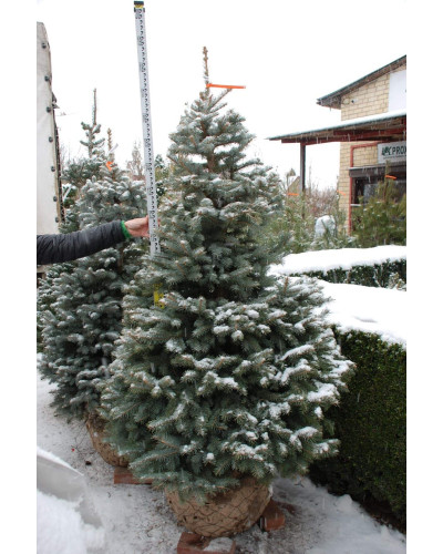 Ялина колюча блакитна Кейбаб / Арізона | Picea Pungens Glauca Kaibab / Arizonaа | Ель колючая голубая Кейбаб / Аризон