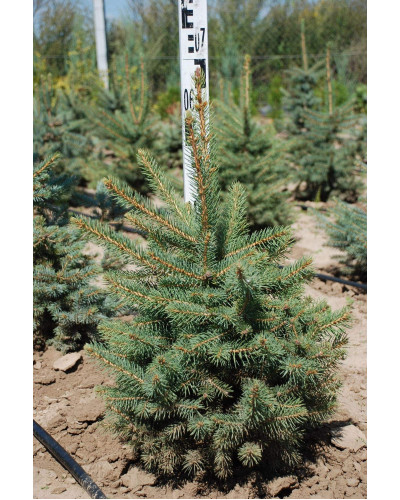 Ялина колюча блакитна Кейбаб / Арізона | Picea Pungens Glauca Kaibab / Arizonaа | Ель колючая голубая Кейбаб / Аризон
