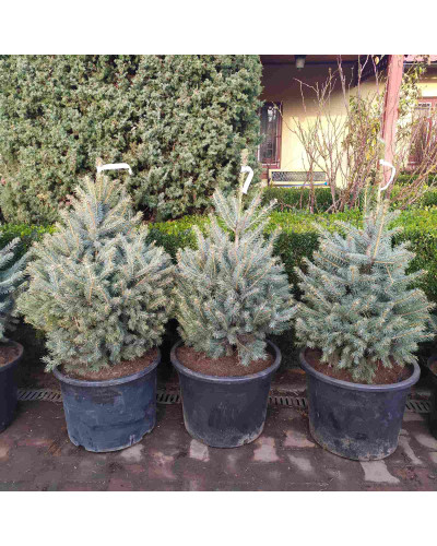 Ялина колюча блакитна Кейбаб / Арізона | Picea Pungens Glauca Kaibab / Arizonaа | Ель колючая голубая Кейбаб / Аризон