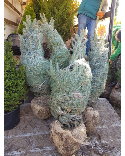 Ялина колюча блакитна Кейбаб / Арізона | Picea Pungens Glauca Kaibab / Arizonaа | Ель колючая голубая Кейбаб / Аризон
