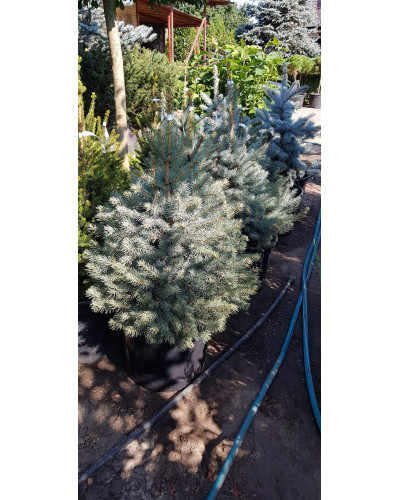 Ялина колюча блакитна Кейбаб / Арізона | Picea Pungens Glauca Kaibab / Arizonaа | Ель колючая голубая Кейбаб / Аризон