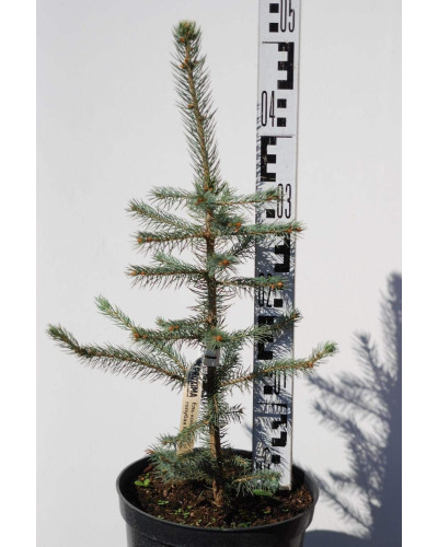 Ялина колюча блакитна Кейбаб / Арізона | Picea Pungens Glauca Kaibab / Arizonaа | Ель колючая голубая Кейбаб / Аризон