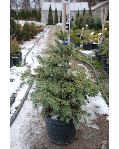 Ялина колюча блакитна Кейбаб / Арізона | Picea Pungens Glauca Kaibab / Arizonaа | Ель колючая голубая Кейбаб / Аризон