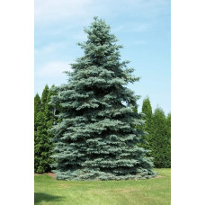 Ялина колюча блакитна Глаука | Picea pungens Glauca | Ель колючая голубая Глаука