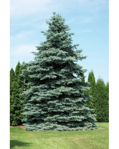 Ялина колюча блакитна Глаука | Picea pungens Glauca | Ель колючая голубая Глаука