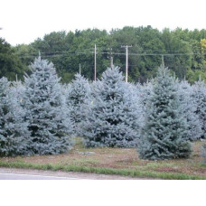 Ялина колюча блакитна Глаука | Picea pungens Glauca | Ель колючая голубая Глаука