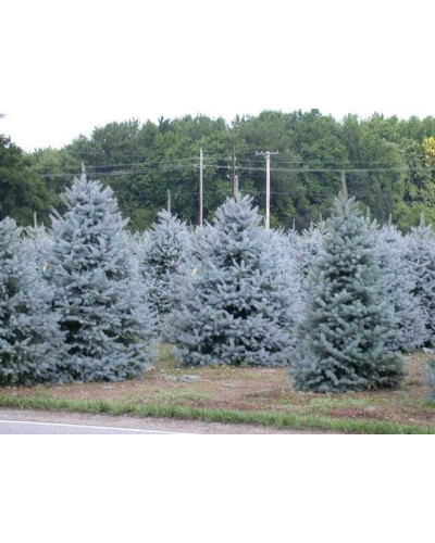 Ялина колюча блакитна Глаука | Picea pungens Glauca | Ель колючая голубая Глаука