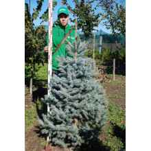 Ялина колюча блакитна Глаука | Picea pungens Glauca | Ель колючая голубая Глаука