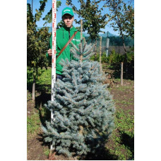 Ялина колюча блакитна Глаука | Picea pungens Glauca | Ель колючая голубая Глаука