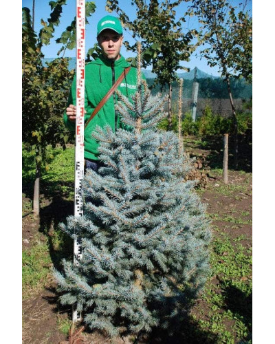 Ялина колюча блакитна Глаука | Picea pungens Glauca | Ель колючая голубая Глаука