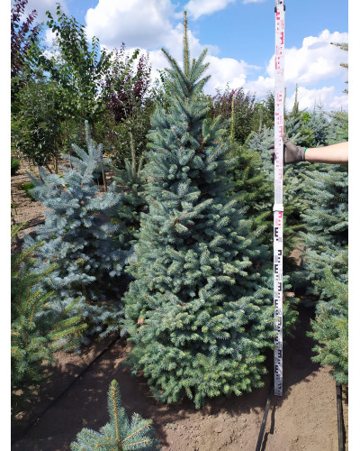 Ялина колюча блакитна Глаука | Picea pungens Glauca | Ель колючая голубая Глаука