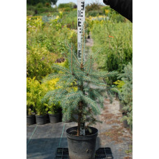 Ялина колюча блакитна Глаука | Picea pungens Glauca | Ель колючая голубая Глаука