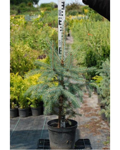 Ялина колюча блакитна Глаука | Picea pungens Glauca | Ель колючая голубая Глаука