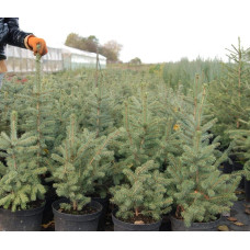 Ялина колюча блакитна Глаука | Picea pungens Glauca | Ель колючая голубая Глаука