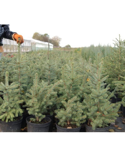 Ялина колюча блакитна Глаука | Picea pungens Glauca | Ель колючая голубая Глаука
