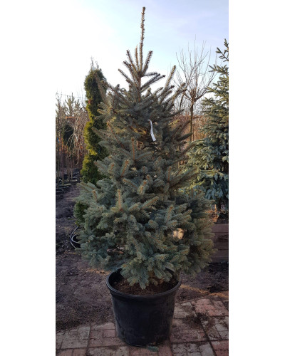 Ялина колюча блакитна Глаука | Picea pungens Glauca | Ель колючая голубая Глаука