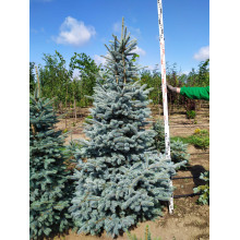 Ялина колюча блакитна Глаука | Picea pungens Glauca | Ель колючая голубая Глаука