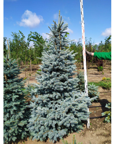 Ялина колюча блакитна Глаука | Picea pungens Glauca | Ель колючая голубая Глаука