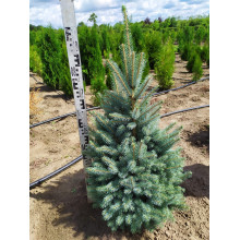Ялина колюча блакитна Глаука | Picea pungens Glauca | Ель колючая голубая Глаука