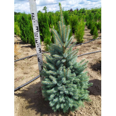 Ялина колюча блакитна Глаука | Picea pungens Glauca | Ель колючая голубая Глаука
