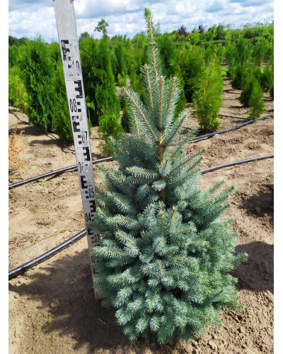 Ялина колюча блакитна Глаука | Picea pungens Glauca | Ель колючая голубая Глаука