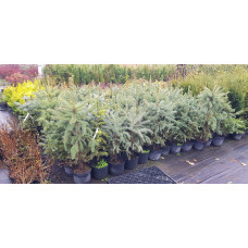 Ялина колюча блакитна Глаука | Picea pungens Glauca | Ель колючая голубая Глаука