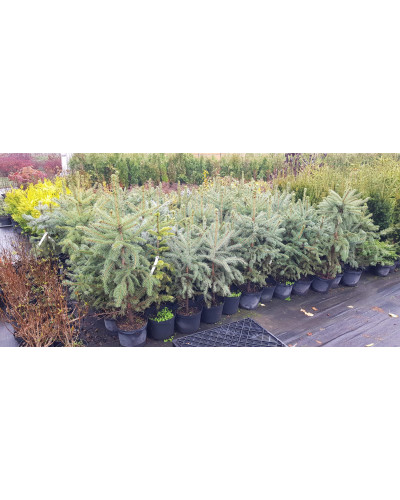 Ялина колюча блакитна Глаука | Picea pungens Glauca | Ель колючая голубая Глаука