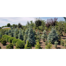 Ялина колюча блакитна Глаука | Picea pungens Glauca | Ель колючая голубая Глаука