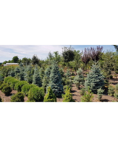 Ялина колюча блакитна Глаука | Picea pungens Glauca | Ель колючая голубая Глаука
