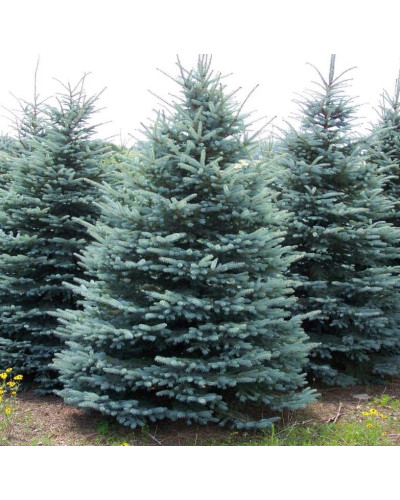 Ялина колюча блакитна Глаука | Picea pungens Glauca | Ель колючая голубая Глаука
