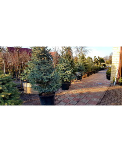 Ялина колюча блакитна Глаука | Picea pungens Glauca | Ель колючая голубая Глаука