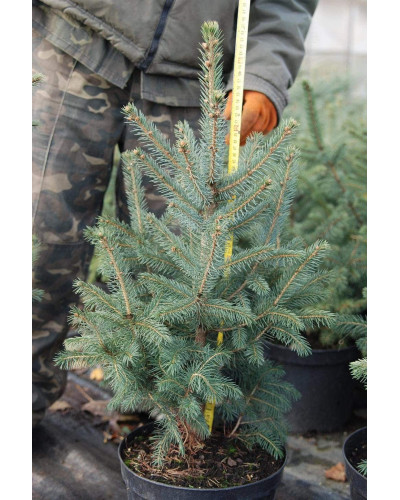 Ялина колюча блакитна Глаука | Picea pungens Glauca | Ель колючая голубая Глаука