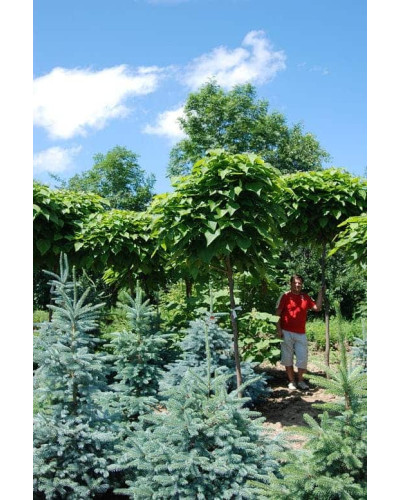 Ялина колюча блакитна Глаука | Picea pungens Glauca | Ель колючая голубая Глаука