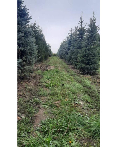 Ялина колюча блакитна Глаука | Picea pungens Glauca | Ель колючая голубая Глаука