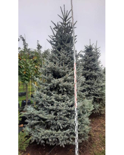 Ялина колюча блакитна Глаука | Picea pungens Glauca | Ель колючая голубая Глаука