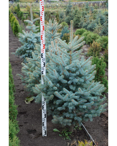 Ялина колюча блакитна Глаука | Picea pungens Glauca | Ель колючая голубая Глаука