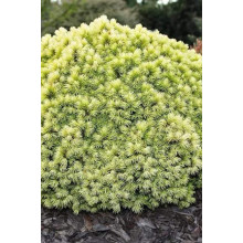 Ялина канадська Ялако Голд | Picea glauca Jalako Gold | Ель канадская Ялако Голд