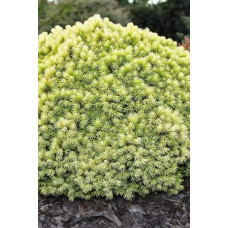Ялина канадська Ялако Голд | Picea glauca Jalako Gold | Ель канадская Ялако Голд