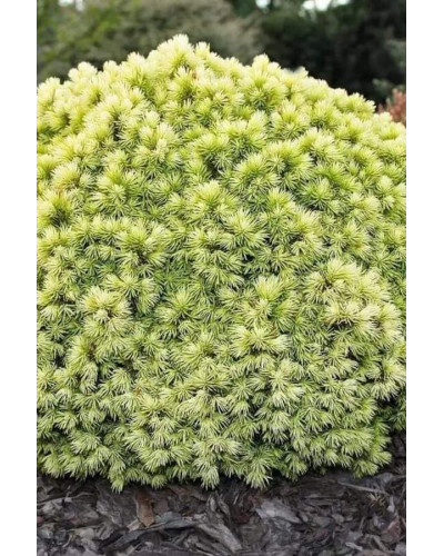 Ялина канадська Ялако Голд | Picea glauca Jalako Gold | Ель канадская Ялако Голд