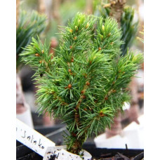Ялина канадська Ялако Голд | Picea glauca Jalako Gold | Ель канадская Ялако Голд