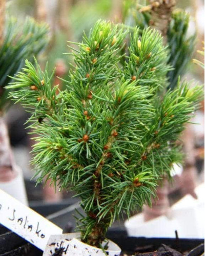 Ялина канадська Ялако Голд | Picea glauca Jalako Gold | Ель канадская Ялако Голд