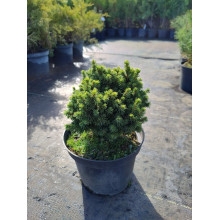 Ялина канадська Ялако Голд | Picea glauca Jalako Gold | Ель канадская Ялако Голд