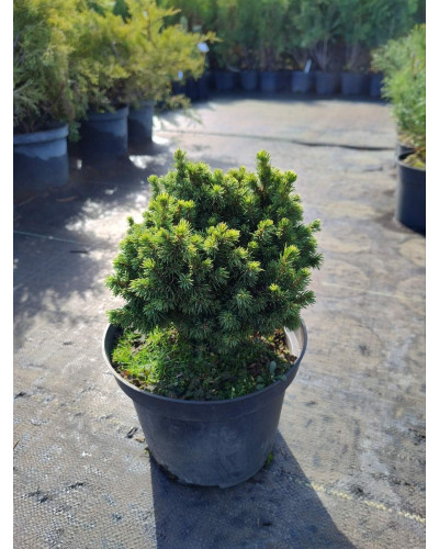 Ялина канадська Ялако Голд | Picea glauca Jalako Gold | Ель канадская Ялако Голд