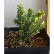 Ялина канадська Ялако Голд | Picea glauca Jalako Gold | Ель канадская Ялако Голд