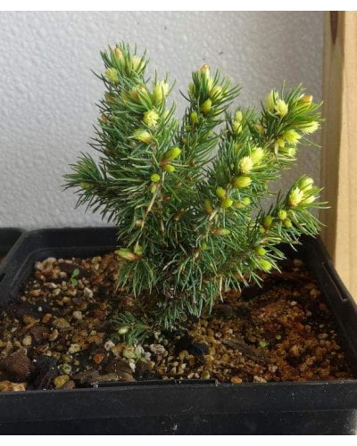 Ялина канадська Ялако Голд | Picea glauca Jalako Gold | Ель канадская Ялако Голд