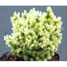 Ялина канадська Ялако Голд | Picea glauca Jalako Gold | Ель канадская Ялако Голд